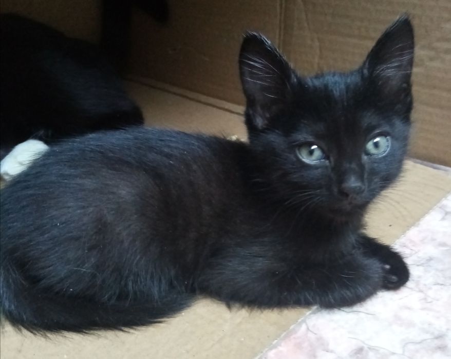 Одам  котят возраст 6 нед.