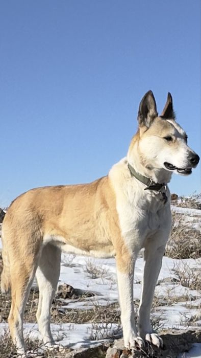 Лайка мошный