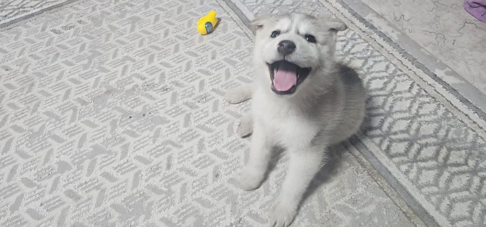 Щенок аляскинского маламута