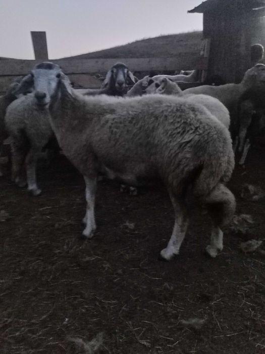 Vând 10 oi caracula