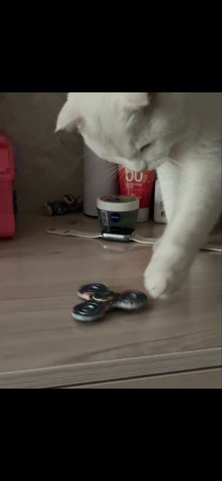 Кот мальчик в добрые руки