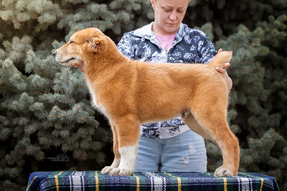 Щенки среднеазиатской овчарки