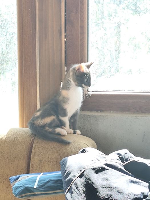 Малки сладки котенца
