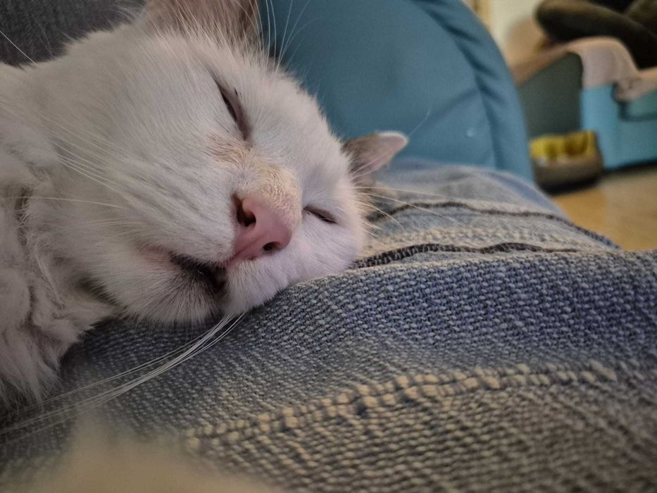 Pet care & sitting: servicii ingrijire pisici, catei talie mica