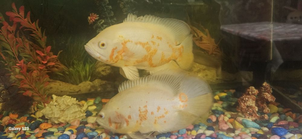 Астронотусы рыба Oscar и Африка малавийская цихлида Yellow