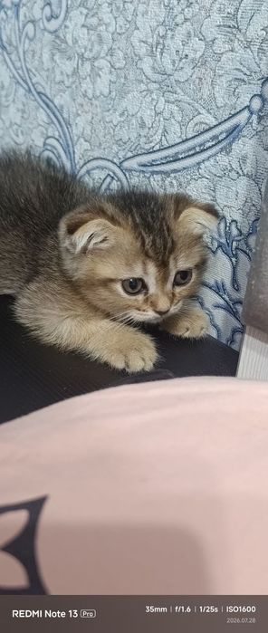 продается котята