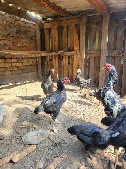 Продам ко шамошик