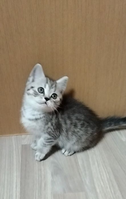 Шотландский котик.