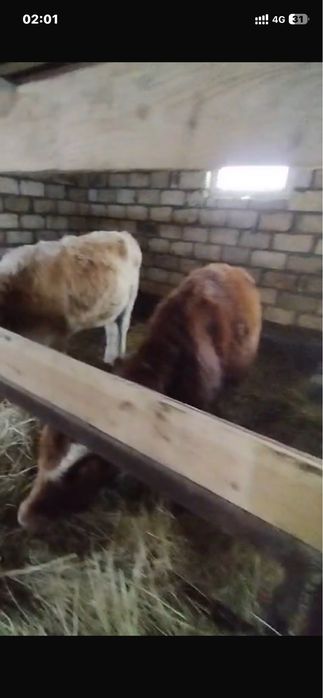 Продам подсос 2 головы