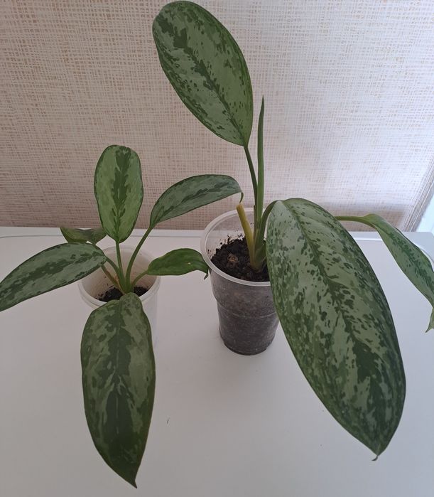 Продам комнатное цветы  ухоженные,