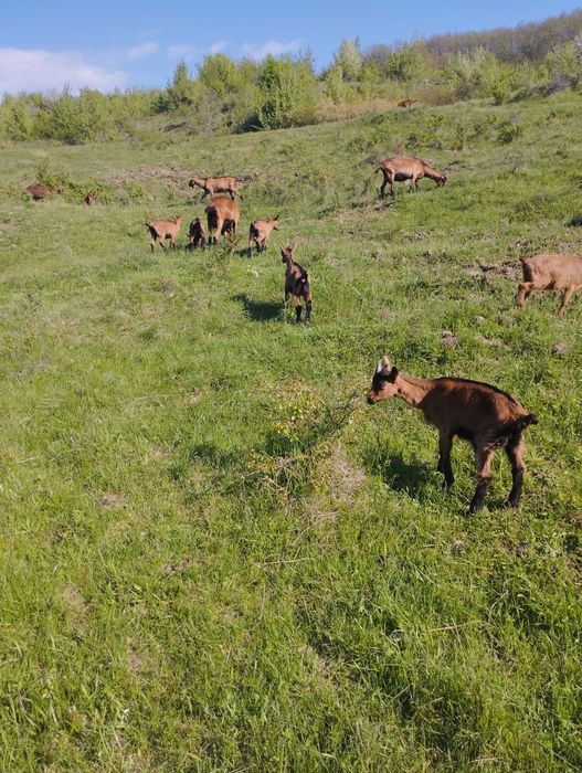 Ieduțe alpina franceză