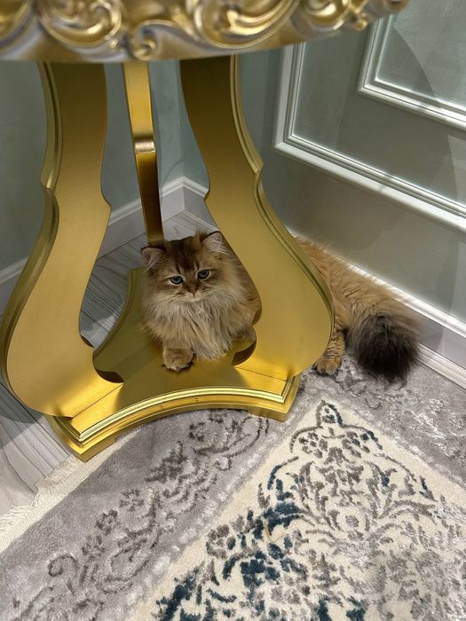 Отдам кота в хорошие руки