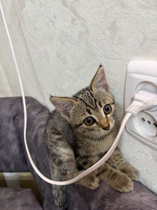 Отдам котёнка девочка