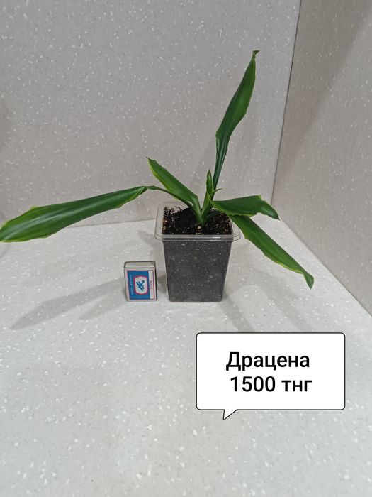 Продам комнатные цветы