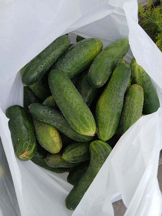 Продам огурцы домашние
