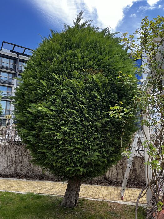 Почистване, поддръжка на дворове и градини