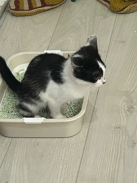 котик ищет дом в Уральске