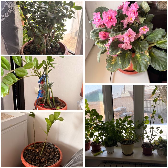 Продам цветы в горшках от 1500тг до 3000тг