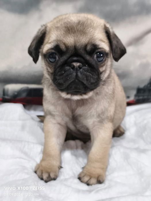 Очаровательный мопсик