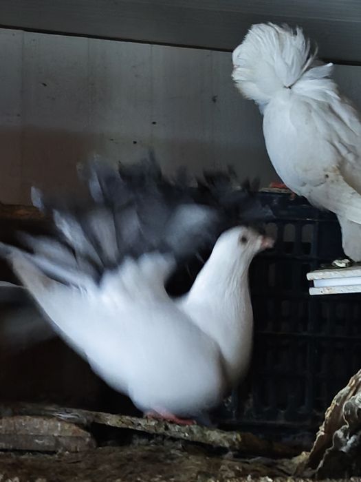 Голуби павлины разные