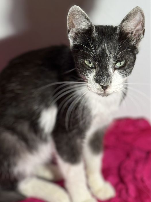 Pisica spre adoptie