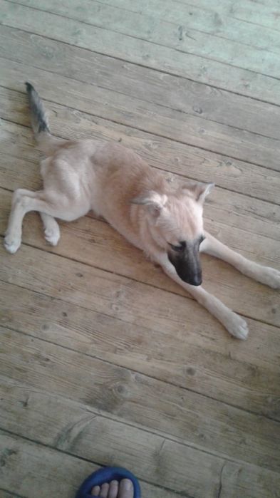 Отдам щенят в хорошие руки 5 месяце послушание готовы сами стерилизать