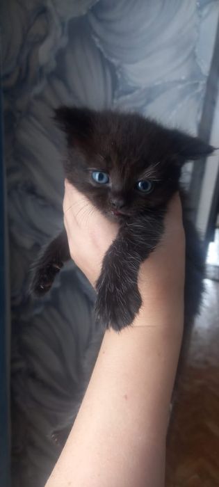 Котята длинношорстная британки