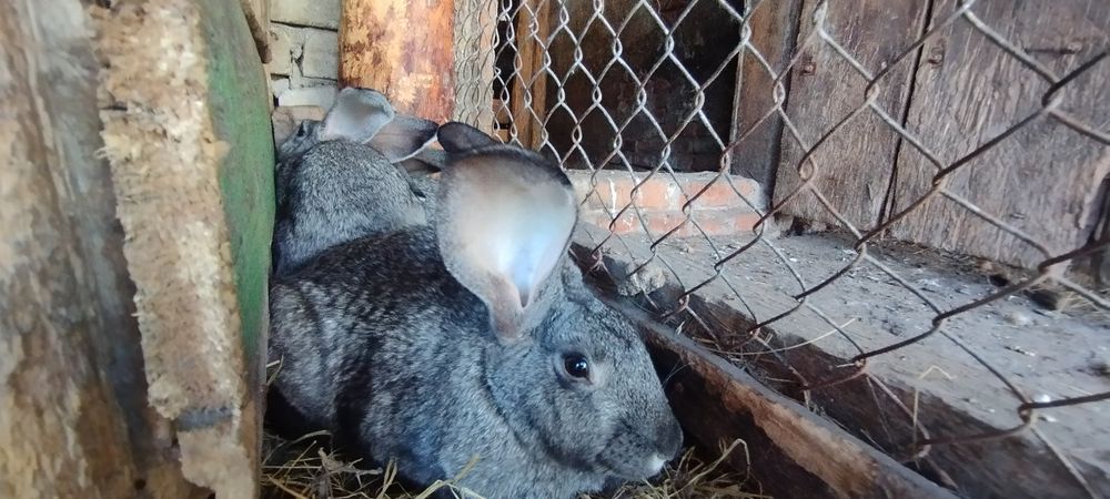 Продам крольчат три с половиной месяца