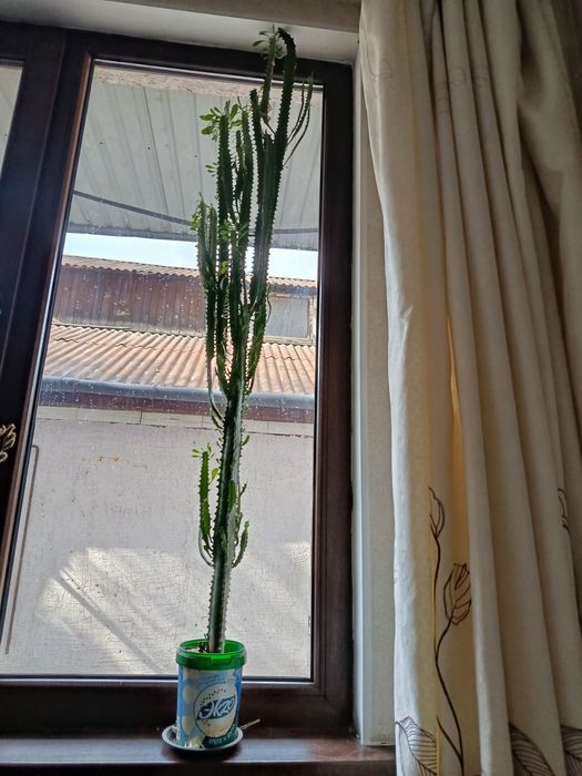 Продам растение малачай