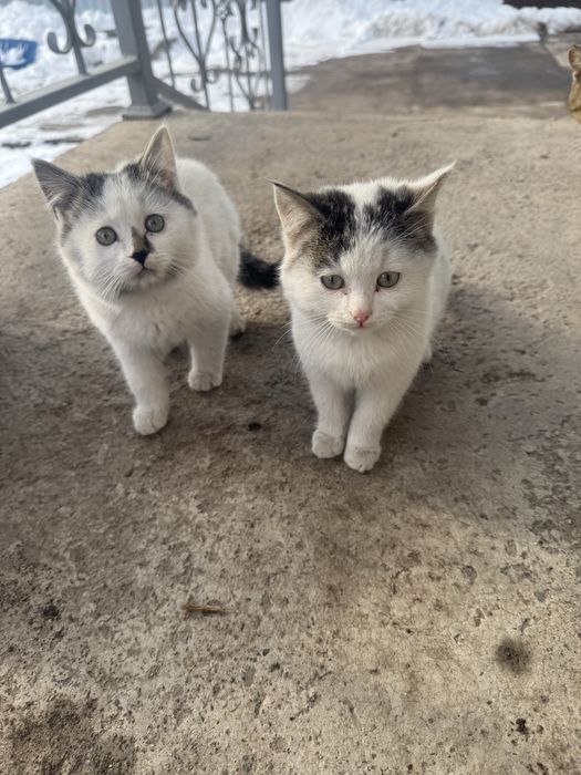 Мощные пушистики Классные котятки