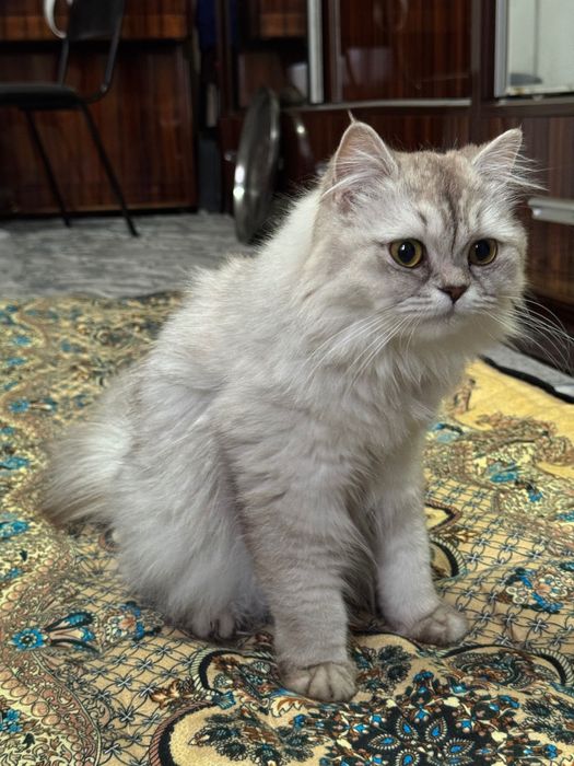 Кошка Британской Породы