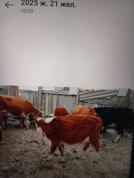 9 бас ұрғашы баспақ сатам 270мыңнан