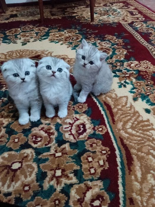 Scotish strayt serebristi shinshilla