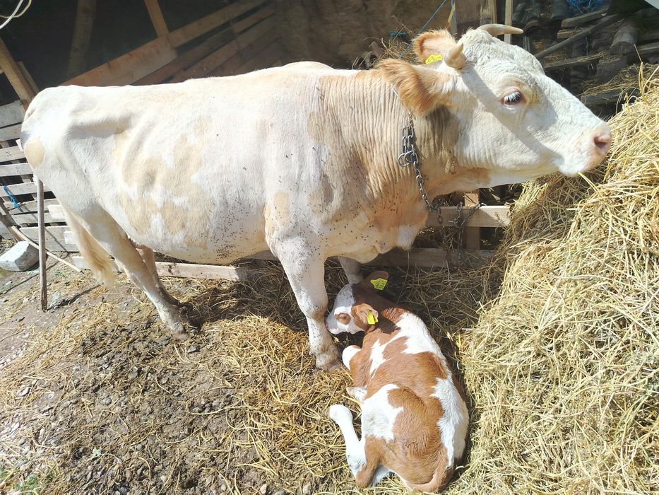 De vanzare O vaca cuminte cu vițel  m