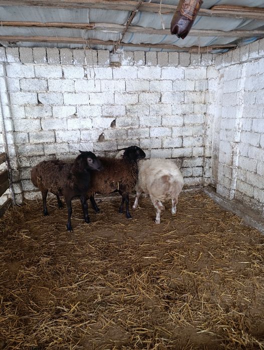 Сотилади Солу 2 та.6500 млн