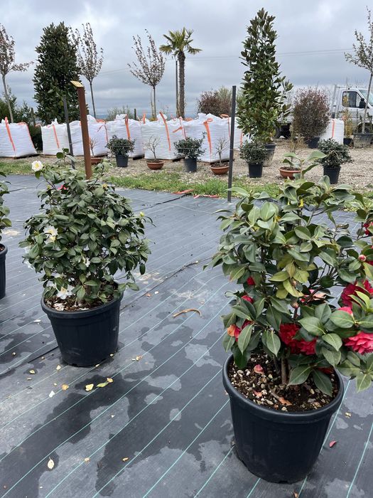 Vand plante ornamentale