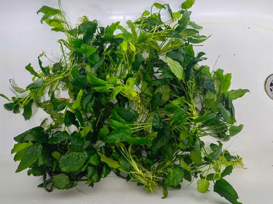 Plante acvariu!Anubias