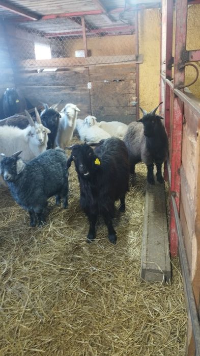 10 ешкі сатылады