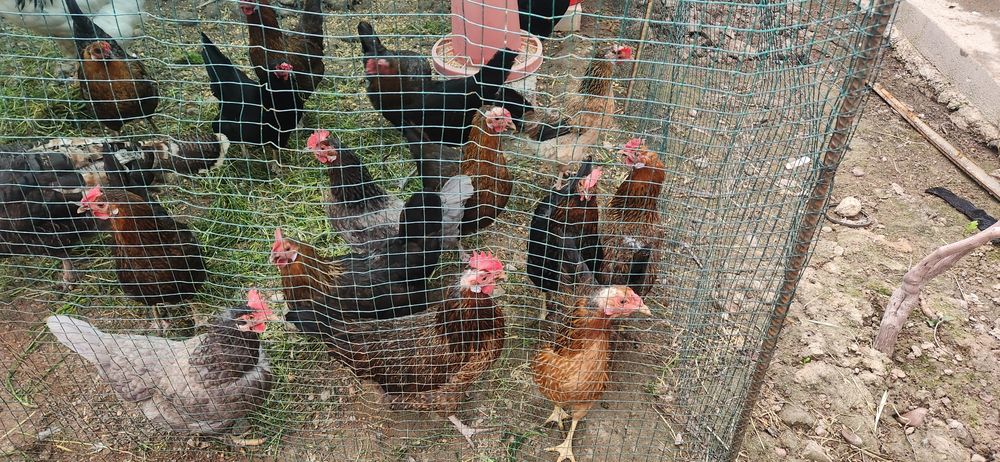 Товуклар сотилади