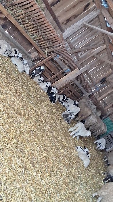 Vand oi cu miei majoritatea tinere