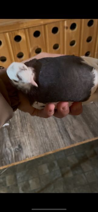 Черный капкан голуби