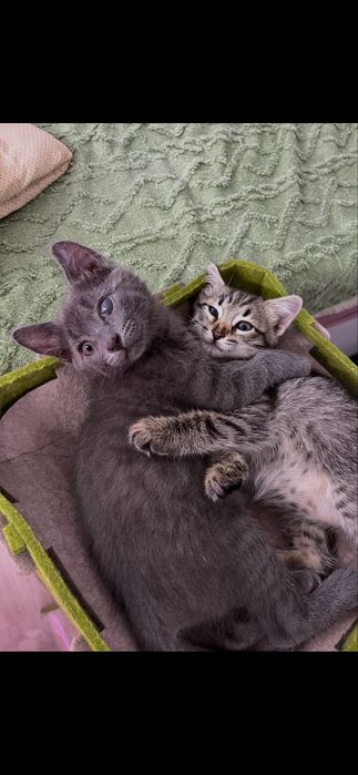 Отдам в добрые руки