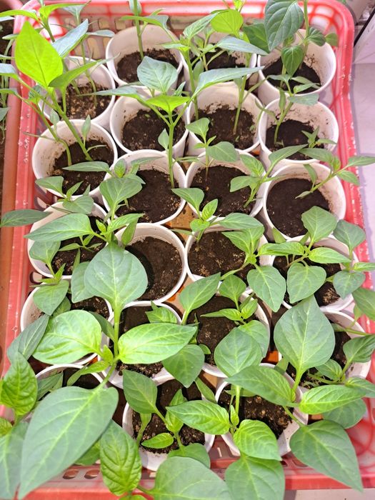 Рассада перец сладкий