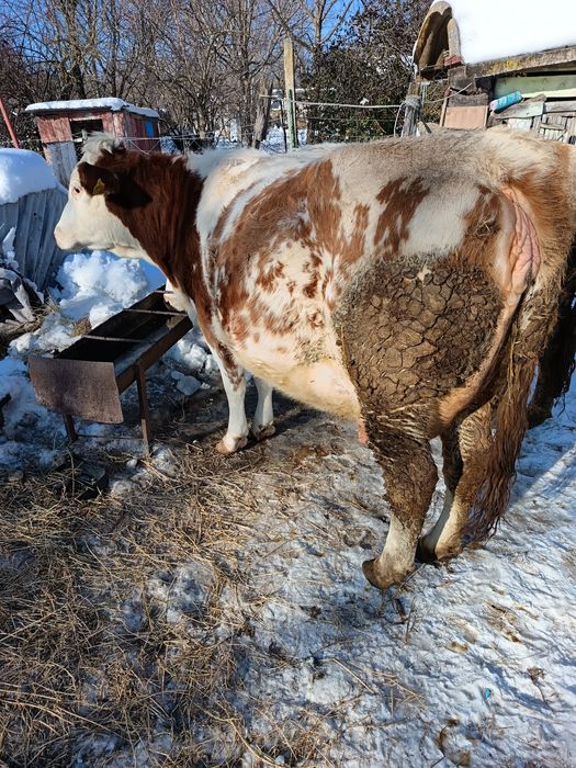 Vând junincă la prima fătare