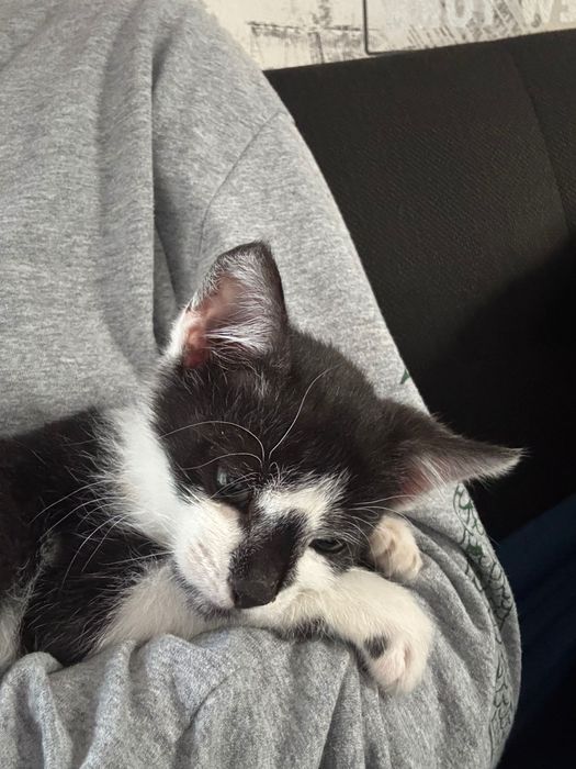 Dau spre adopție o pisicuță