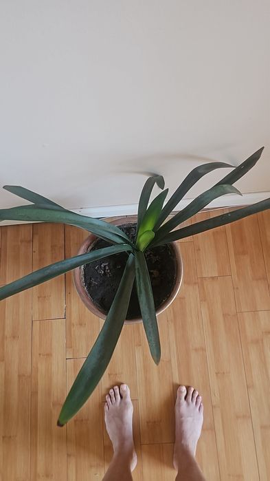 Продам кливию 5000