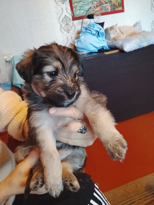 Щенки шустрые, пушистые