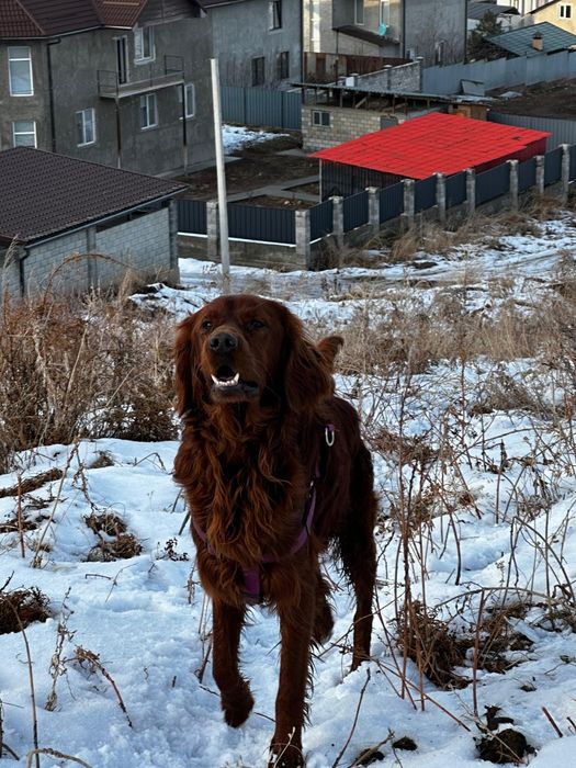 Потерялся ирландский сеттер кобель или украли