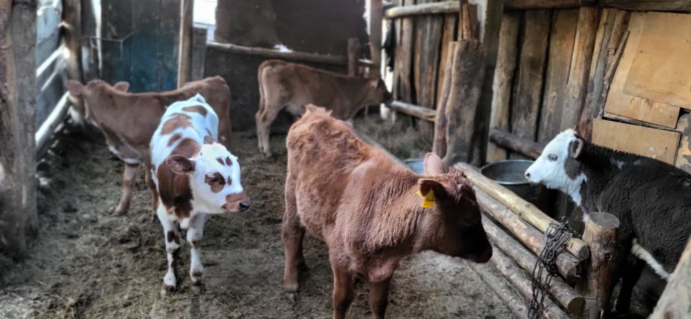 Продам бычков 6 голову