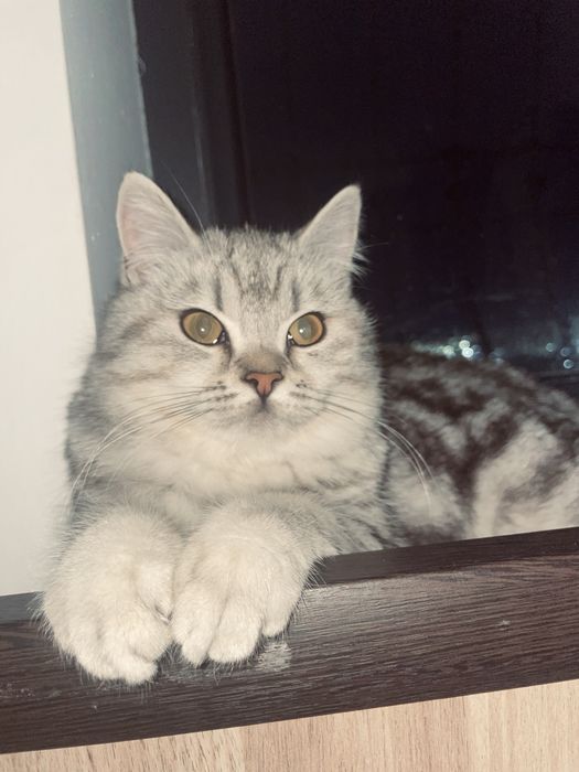 мушук скоттиш шиншилла skottish shinshilla sotiladi